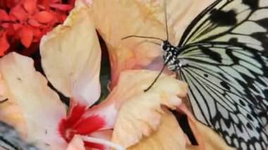 Kelebek yakın çekim