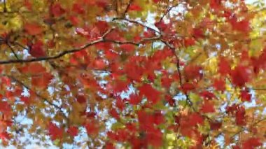 Maples sonbahar ormandaki kırmızı yaprakları ile.