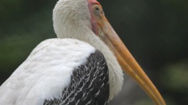 marabu