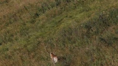 Kızıl geyik. dağlar.