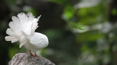 sevgi ve güvercinler