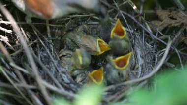 ouzel, kuş, iç içe