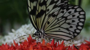 Kelebek yakın çekim