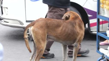 sokak köpeği