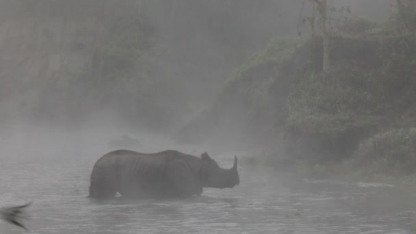 ロイヤル チトワン国立公園ネパールで一ツノ インドサイ — ストック動画