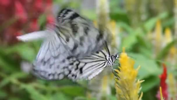 Farfalla da vicino — Video Stock