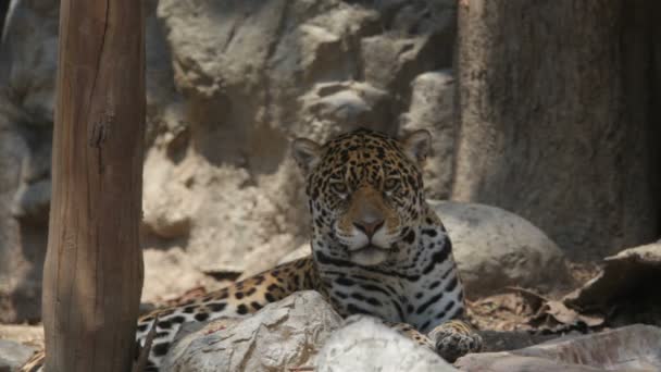 Jaguar ! — Video