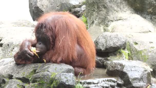 Orangután — Vídeo de stock