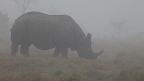 在尼泊尔皇家奇特旺国家公园在印度一个角的犀牛 — 图库视频影像