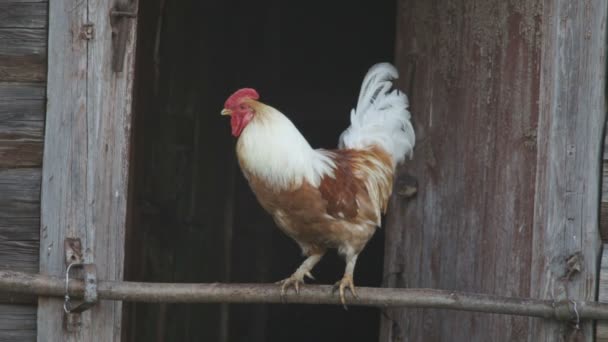 Polla saltar abajo — Vídeos de Stock