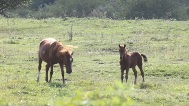 cheval dans le champ