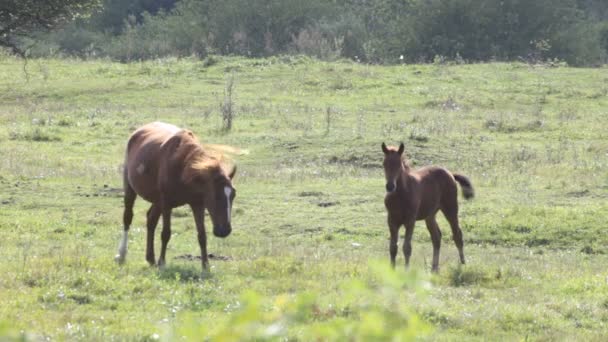 Caballo en el campo — Vídeos de Stock