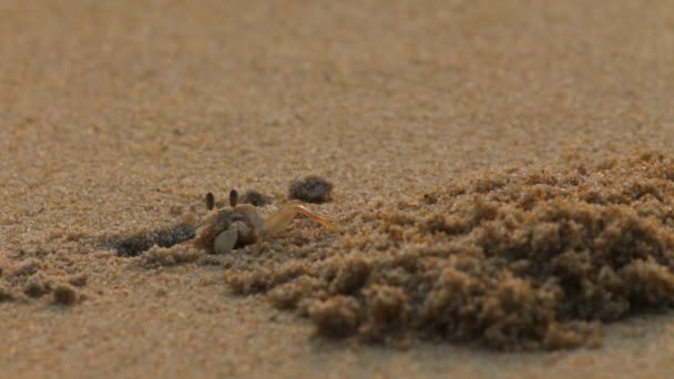 Краб на песке — стоковое видео
