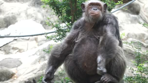 Chimpanzee in captivity — Stock Video