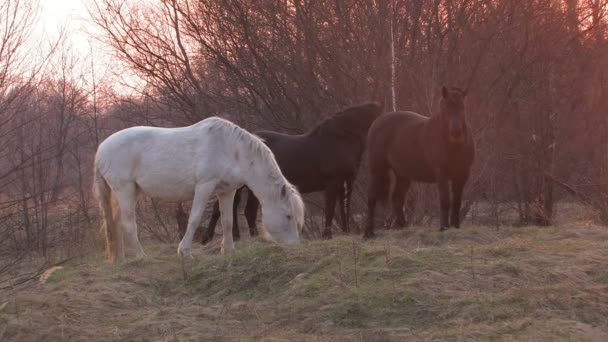 Horses — Stock Video