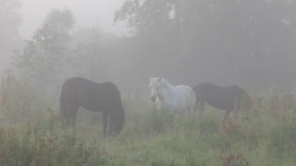 Horses — Stock Video