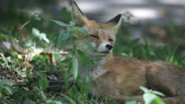 Κόκκινη αλεπού στην άγρια πανίδα (Vulpes vulpes) — Αρχείο Βίντεο