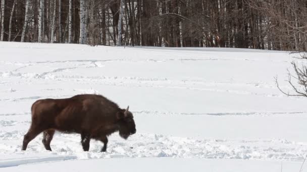 Bison in de winter — Stockvideo