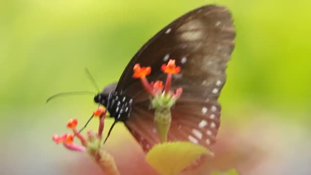 Mariposa de cerca — Vídeos de Stock