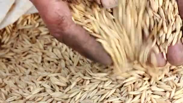 Человек добавляет семена в кучу руками . — стоковое видео