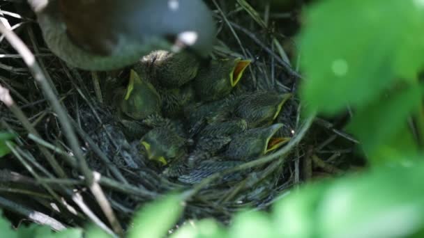 Ouzel, baby birds, nest — Stock Video