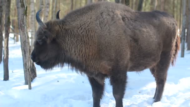 Bison το χειμώνα — Αρχείο Βίντεο