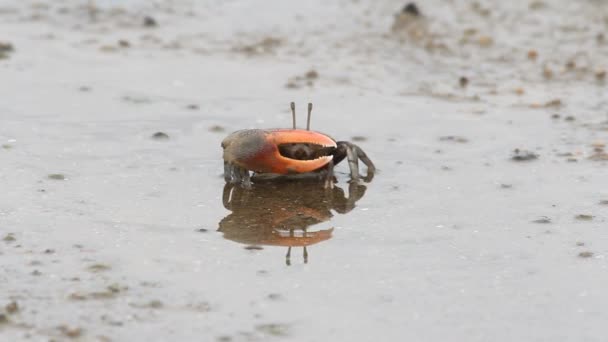 Caranguejo em uma areia — Vídeo de Stock