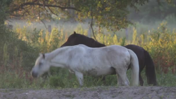 Paarden — Stockvideo