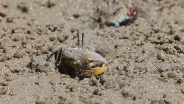 Crab on a sand — Stock Video