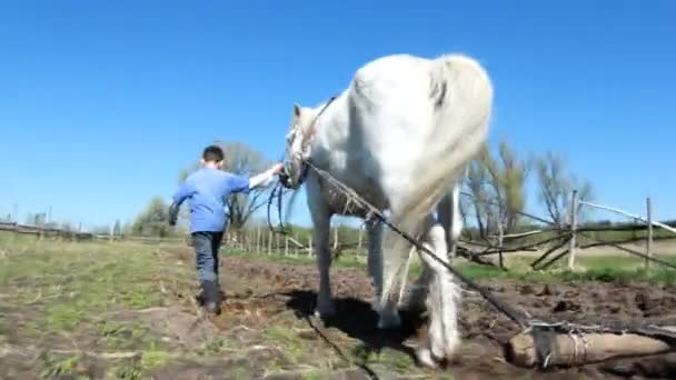 Arar o campo com cavalos — Vídeo de Stock