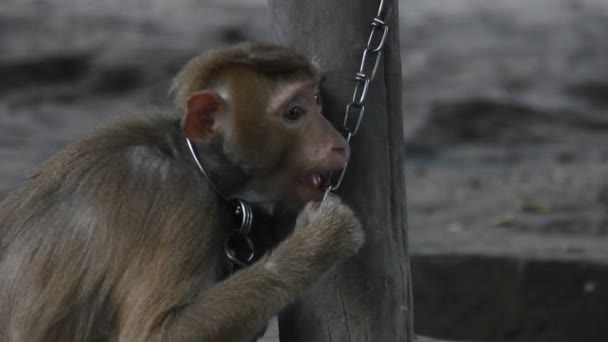 Singe