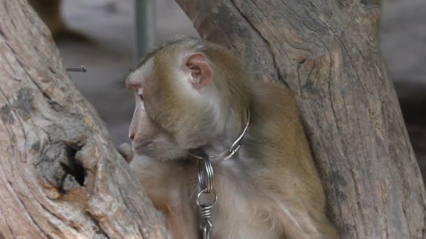 Macaco. — Vídeo de Stock