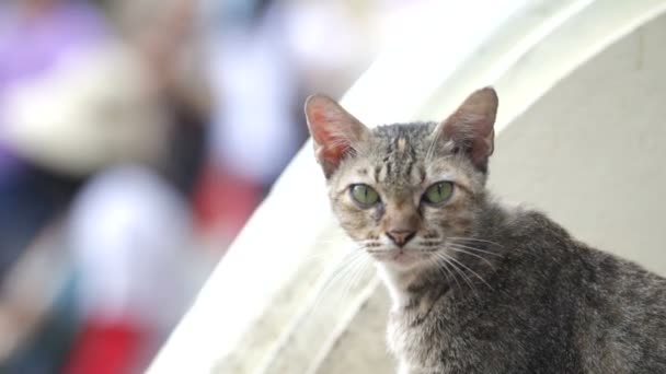 Gato sem abrigo — Vídeo de Stock