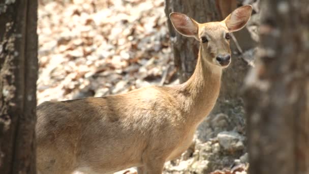 Red deer. Bergen. — Stockvideo