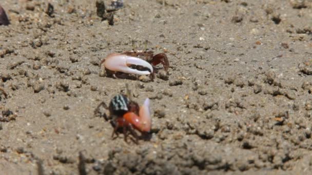 Crab on a sand — Stock Video