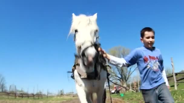 Arar o campo com cavalos — Vídeo de Stock