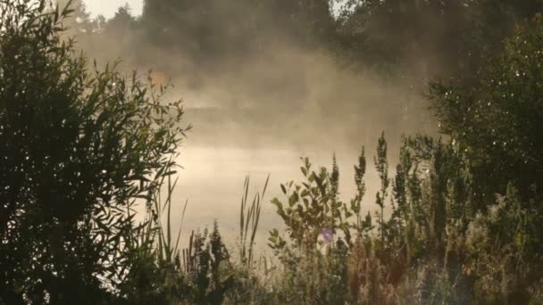 Niebla, primavera — Vídeos de Stock