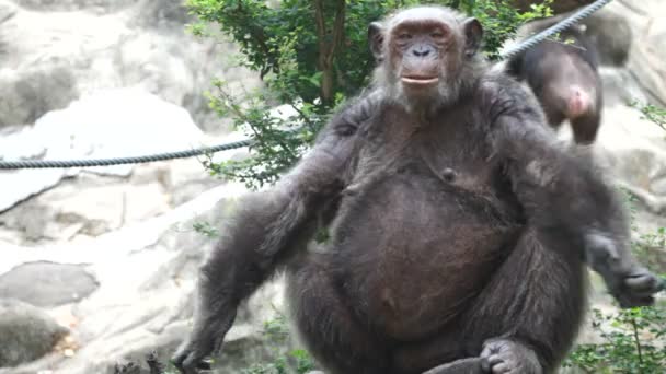 Chimpanzé em cativeiro — Vídeo de Stock