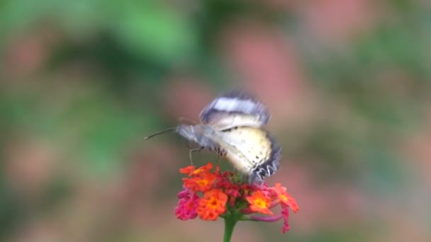 Schmetterling aus nächster Nähe — Stockvideo
