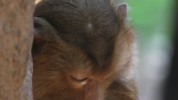 Singe
