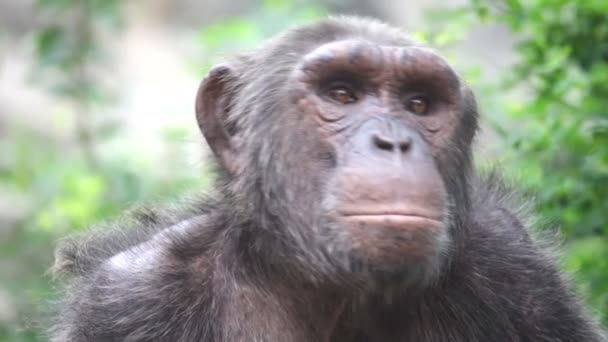 Chimpanzee in captivity — Stock Video