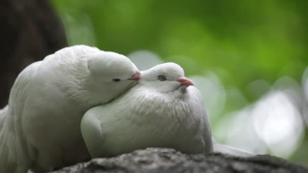 Amor y palomas — Vídeos de Stock