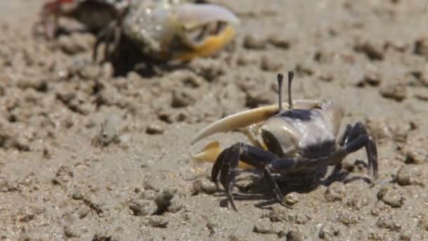 Caranguejo em uma areia — Vídeo de Stock