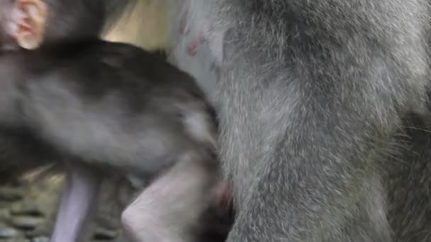 Monkey en baby — Stockvideo