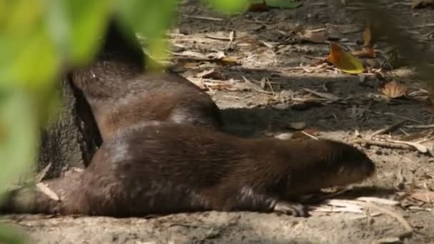 Rivier-otter — Stockvideo