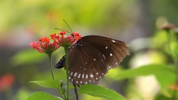 Mariposa de cerca — Vídeo de stock