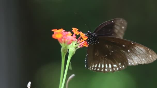 Πεταλούδα σε κοντινό πλάνο — Αρχείο Βίντεο