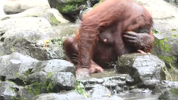 De orang-oetan — Stockvideo