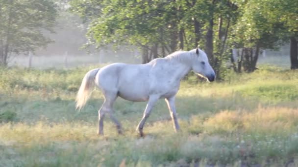 Paarden — Stockvideo