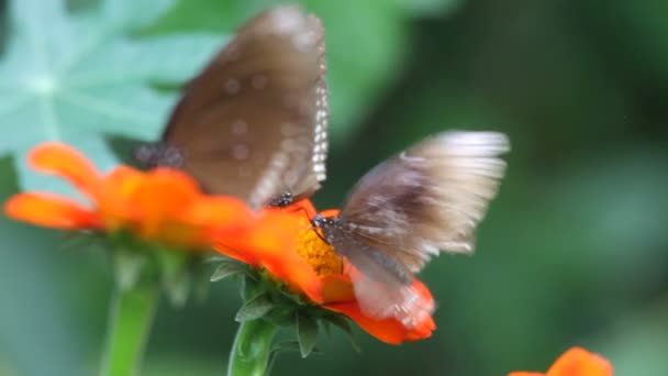 Butterfly close up — Stock Video